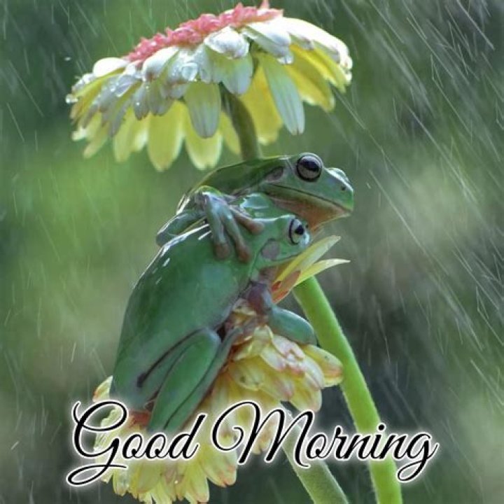 Embracing The Rain: Heartwarming Rainy Day Good Morning Messages